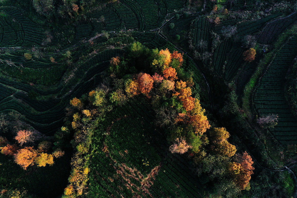 重庆工程学院单招国际航空乘务是全世界的跑吗