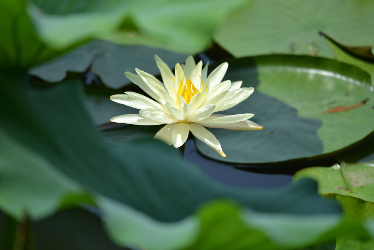 六安市金安职业学校2021年招生条件 - 培养高素质技能型人才