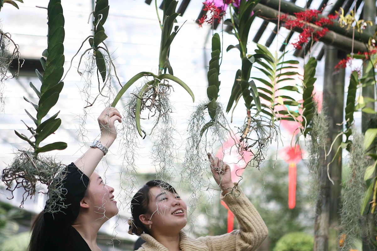 胞间浓度对蒸腾速率的影响