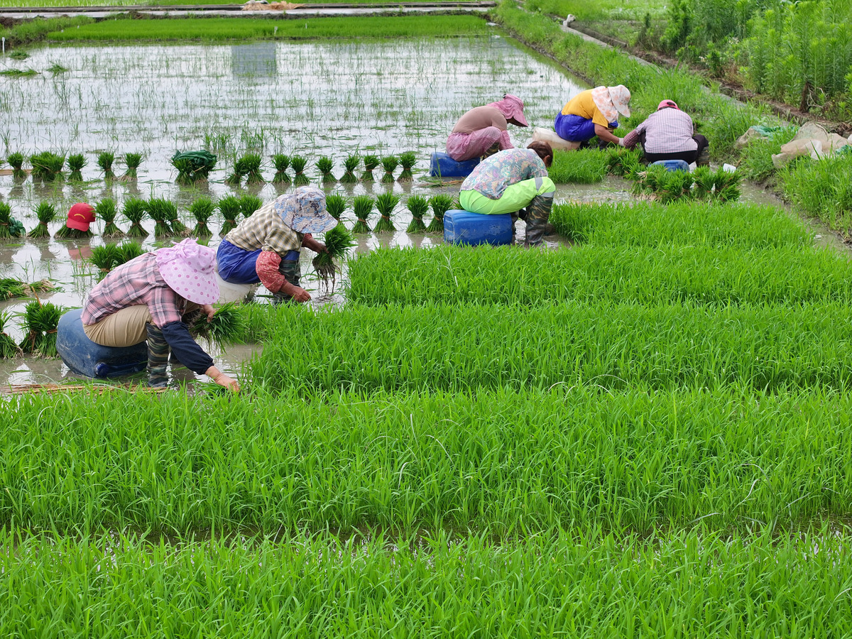 春季农业计划：Sigma AgriScience Foundation Program 助力您取得成功