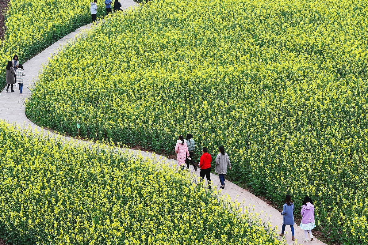 重庆公共运输职业学院城市轨道交通通信信号技术专业课程设置有哪些