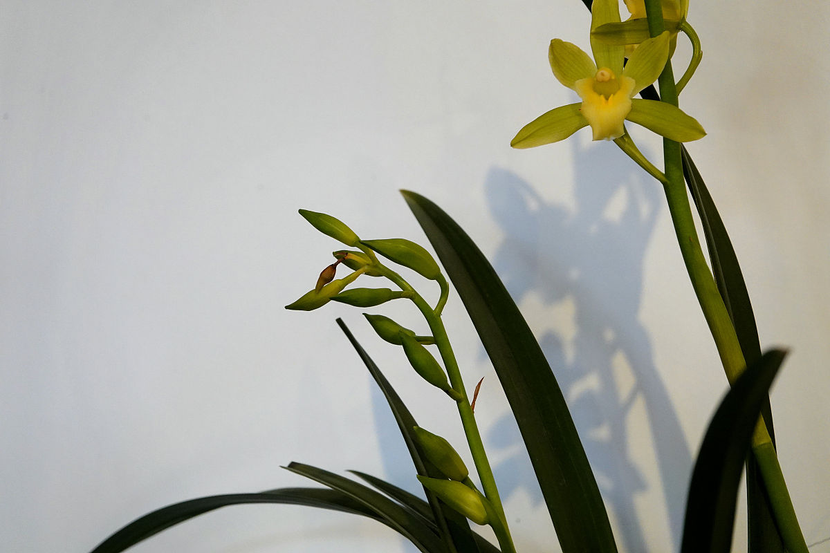 君子兰的赞歌 - 屈原笔下的一首诗歌