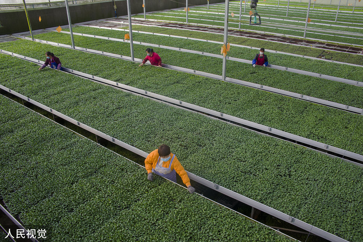 韭黄软化栽培方法：温度、湿度、通风、施肥等技巧