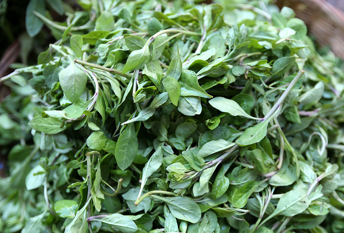       2017年3月14日,云南省昆明市,山茅野菜"春"味浓.枸杞尖是做汤的