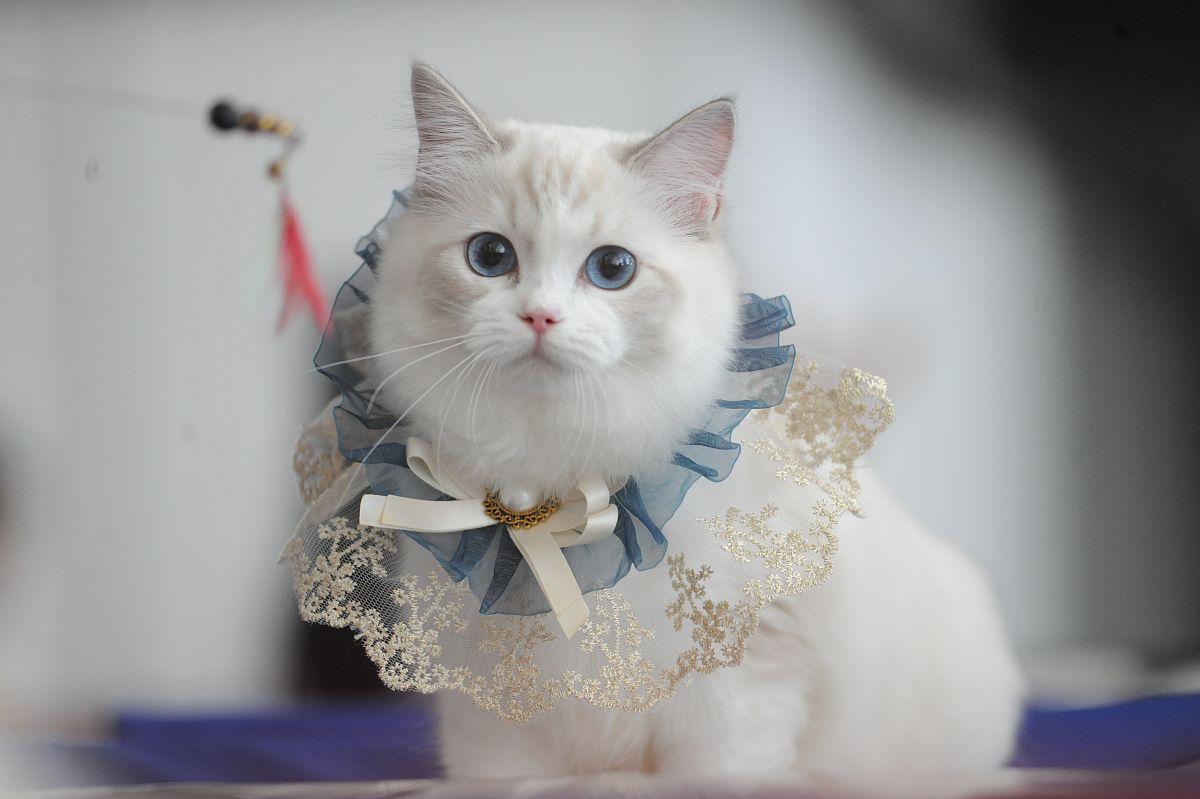 山东电子职业技术学院电气自动化技术专业优势怎么样发展前景好不好呢