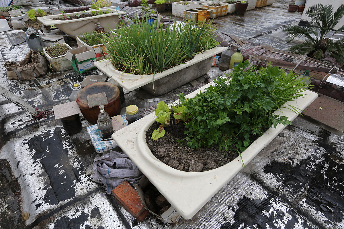 小区小高层楼顶可以种花种菜打造屋顶花园吗