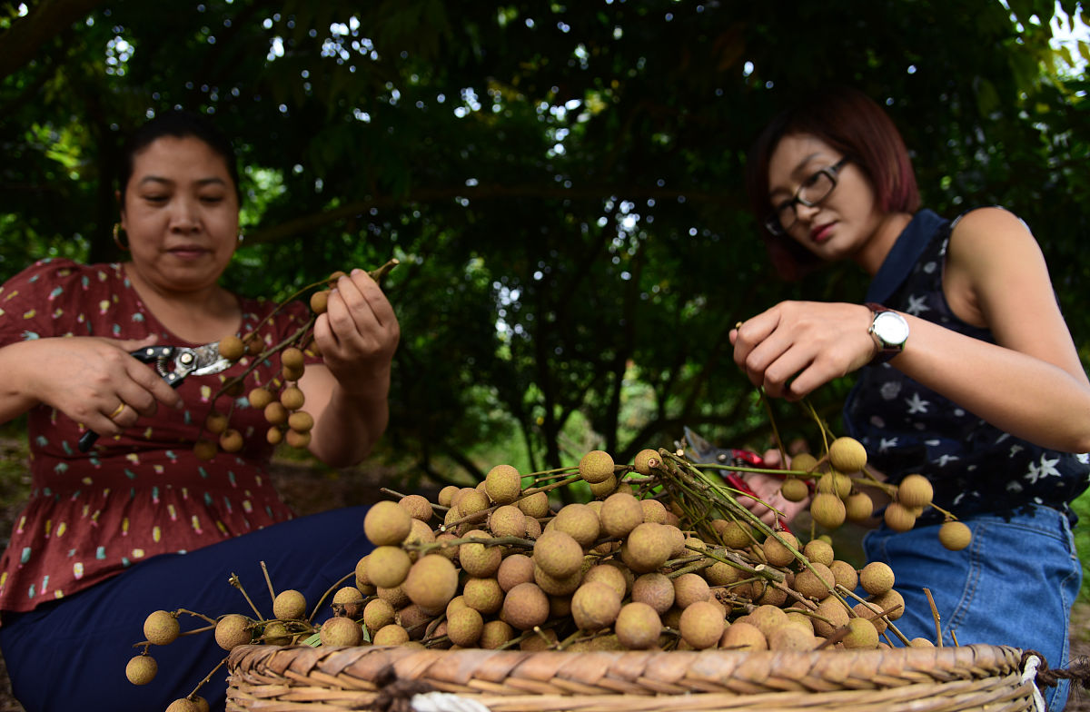 家乡的板栗：我的最爱