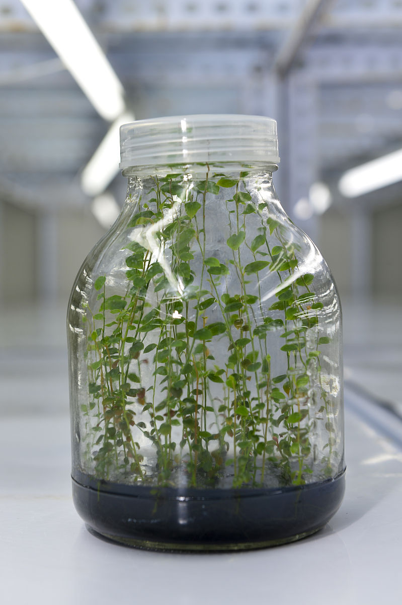 2014年12月11日,四川内江,铁皮石斛种苗.生物科技相关资料配图