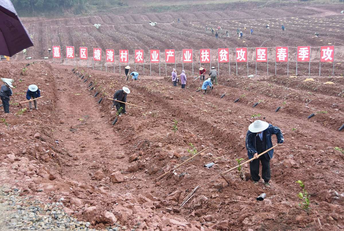 重庆高标准农田改造果树苗木补贴政策详解