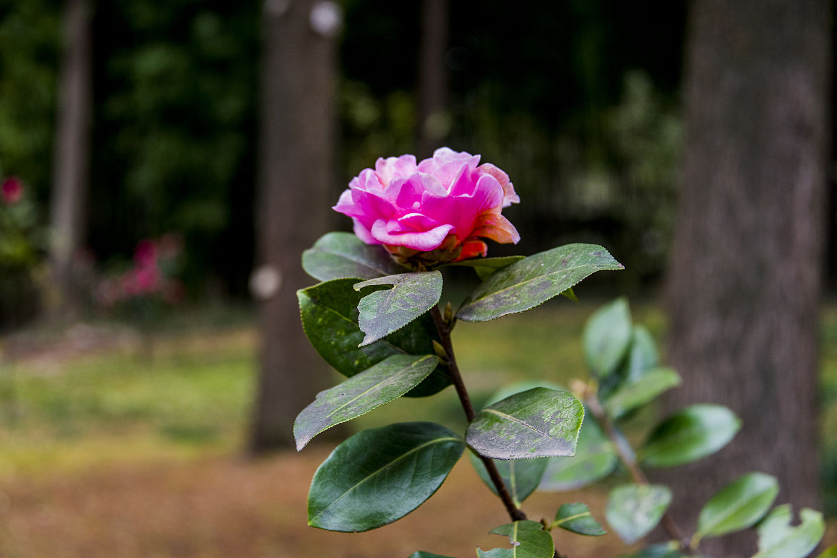 许茶茶的茶花运