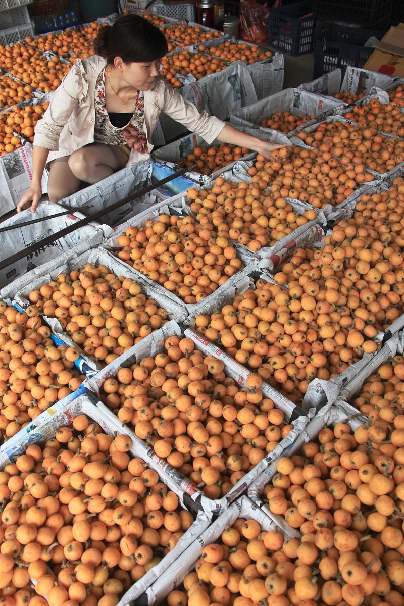 赞美枇杷次果加工行业领军者的新闻稿