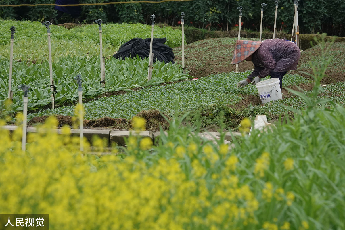 为深入学习宣传党的二十大精神贯彻落实教育部《加强和改进涉农高校耕读教育工作方案》教高函〔2021〕10号、教育部办公厅等四部门《关于加快新农科建设推进高等农林教育创新发展的意见》教高厅〔2022〕1号和《教育部高等教育司2023年工作要点》精神要求根据《xx大学关于加强和改进耕读教育工作实施方案》学校决定继续深入开展耕读教育系列教学活动。结合环境科学专业特点请确定几个环境科学专业教师开展教研室活动