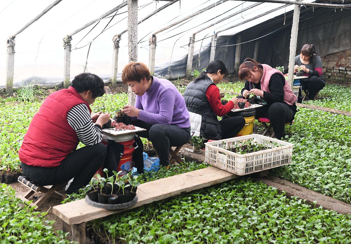 黎平县中等职业学校果蔬花卉生产技术专业怎么样都要学些什么怎么样