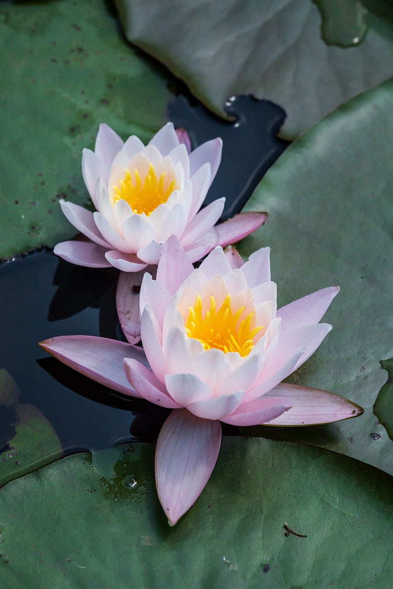 重庆幼师师范学院教师必须具备较高的业务素质