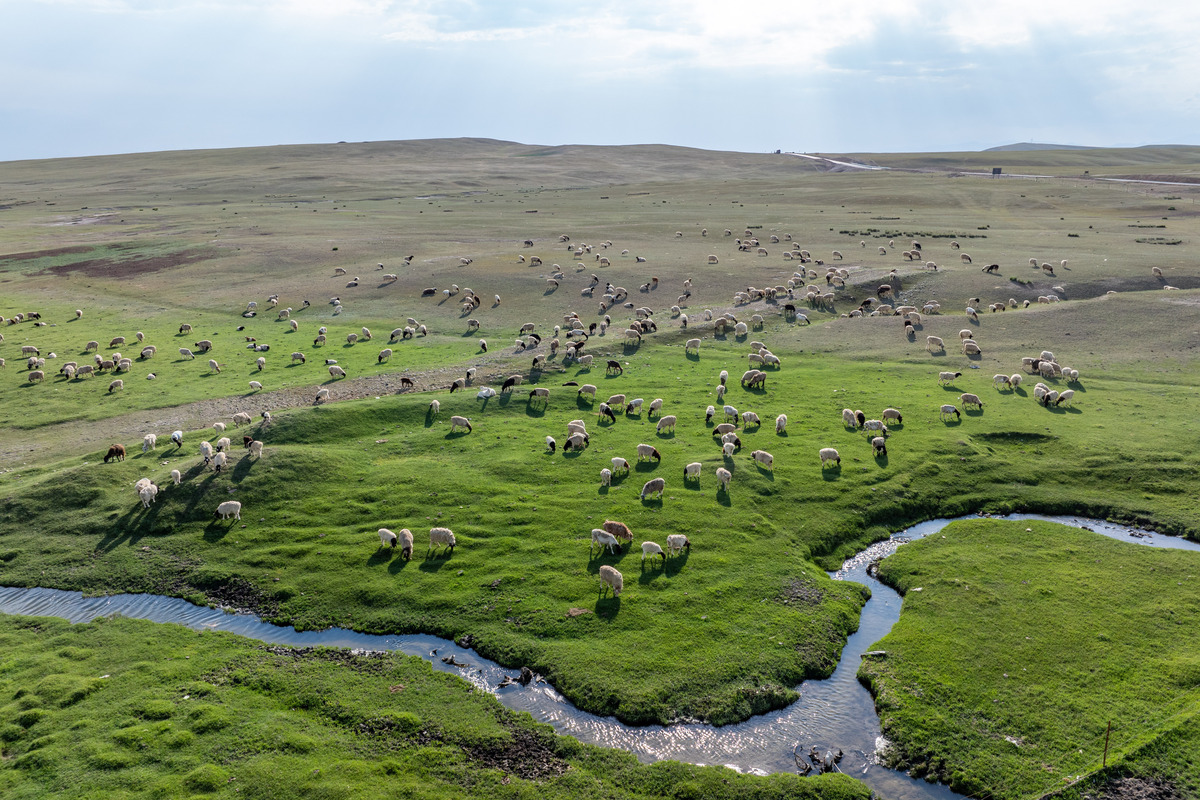 不同放牧策略对草原的影响