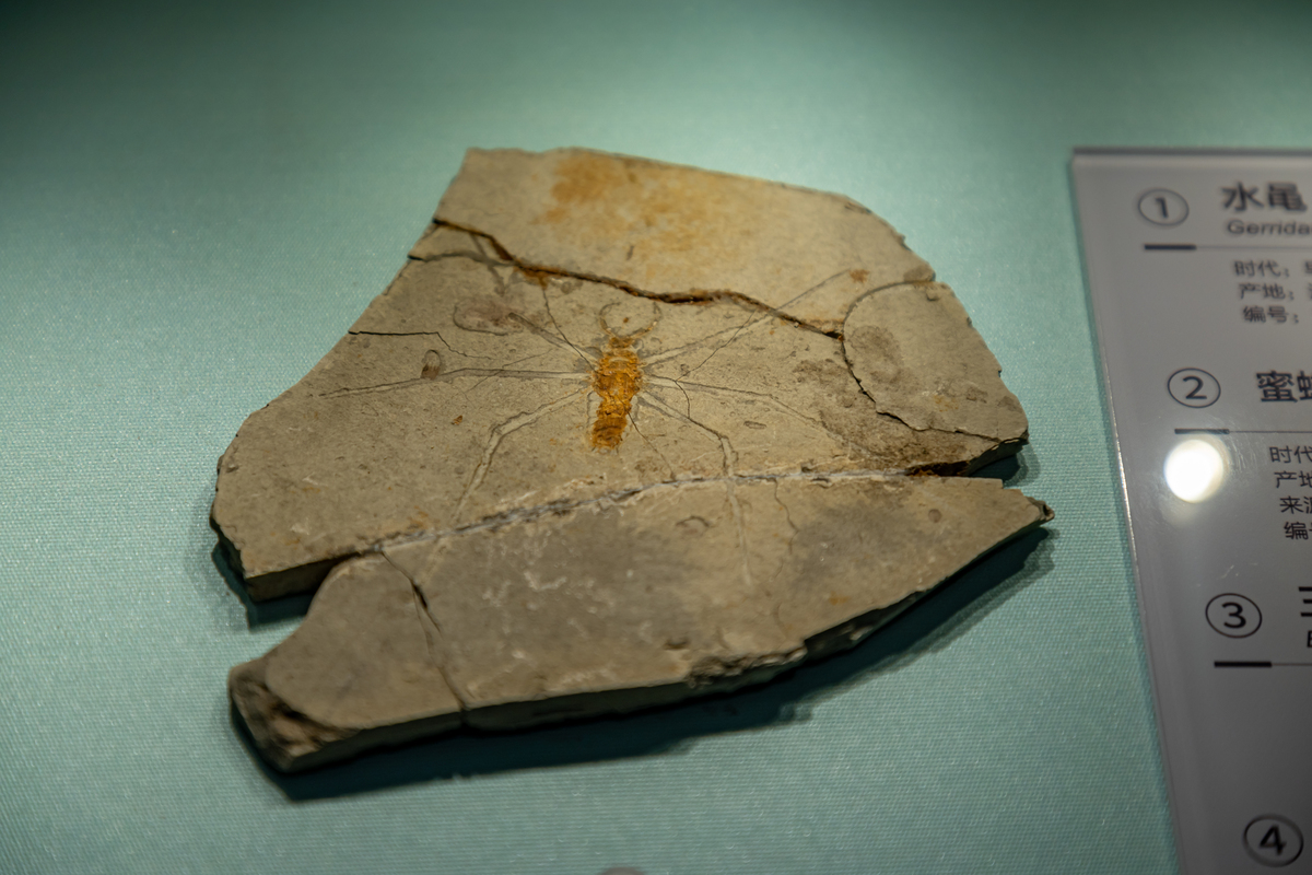 古植物学的前景在哪