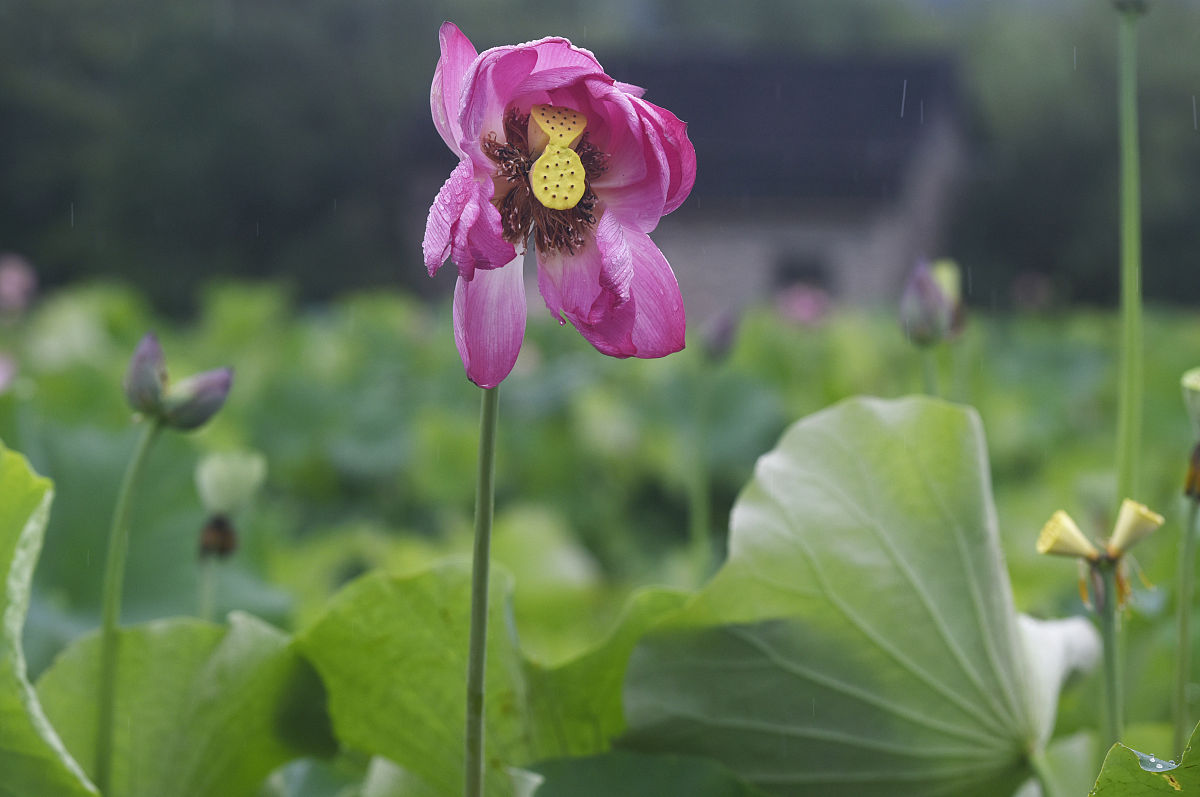2021年7月1日,浙江武义柳城畲族镇十里荷花物种园里,并蒂莲有的含苞欲