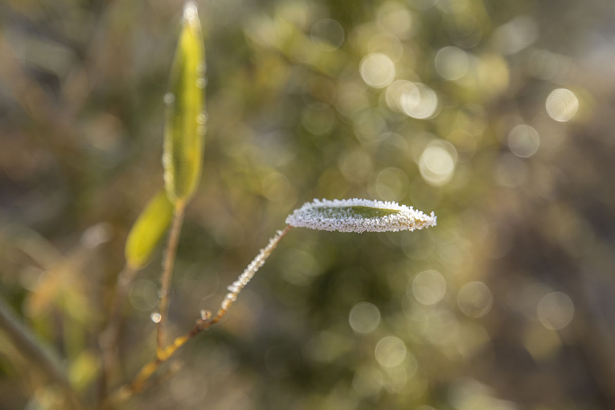 气温与降水对草地的影响