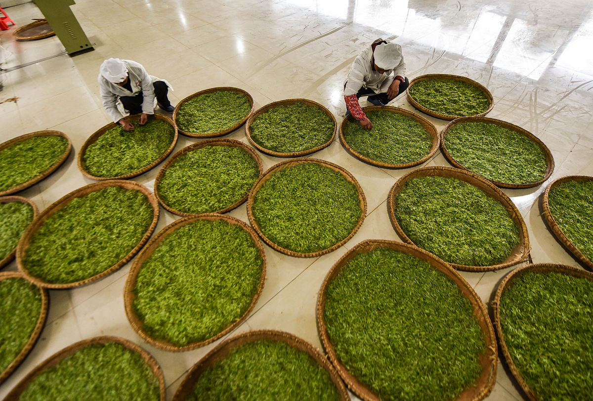 贵州经贸职业技术学院中专专业推荐：茶叶生产与加工专业怎么样？