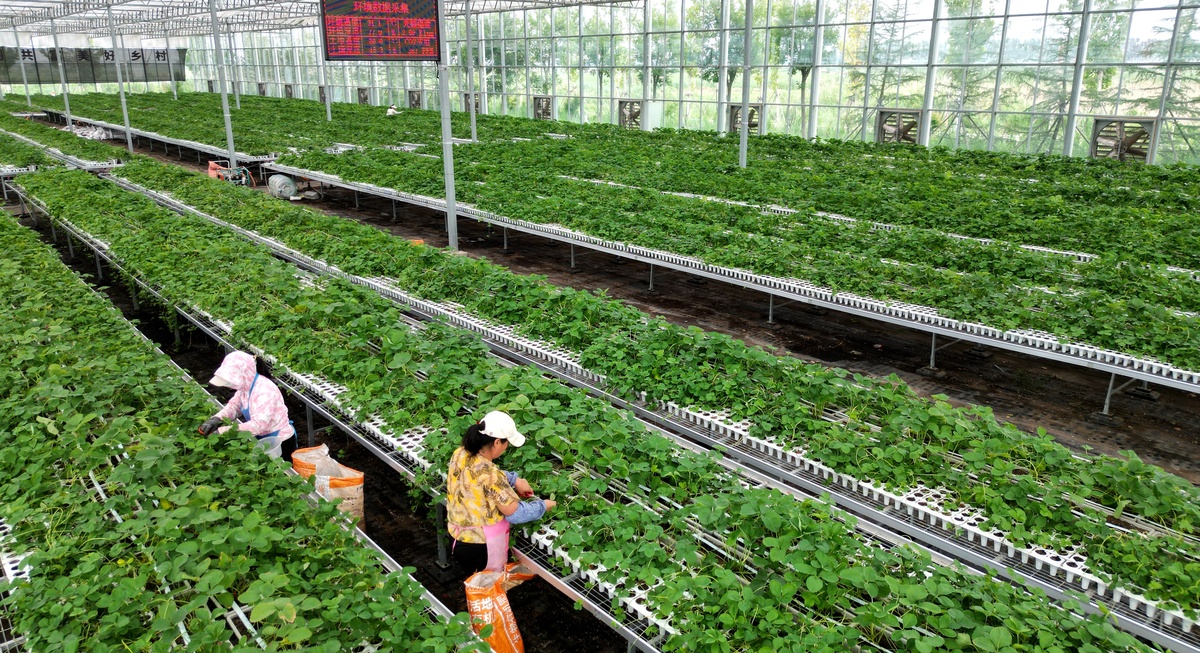 智能蔬菜大棚：国内外研究现状及发展趋势