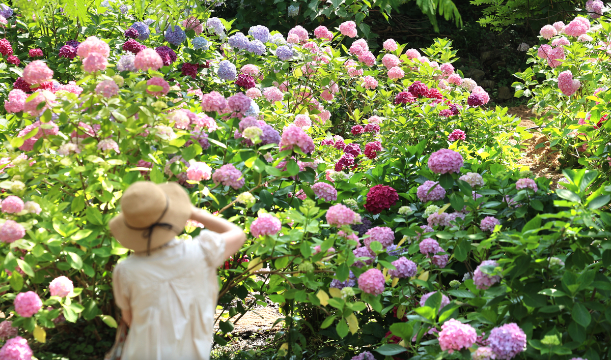 花园里的花儿开放了扩句