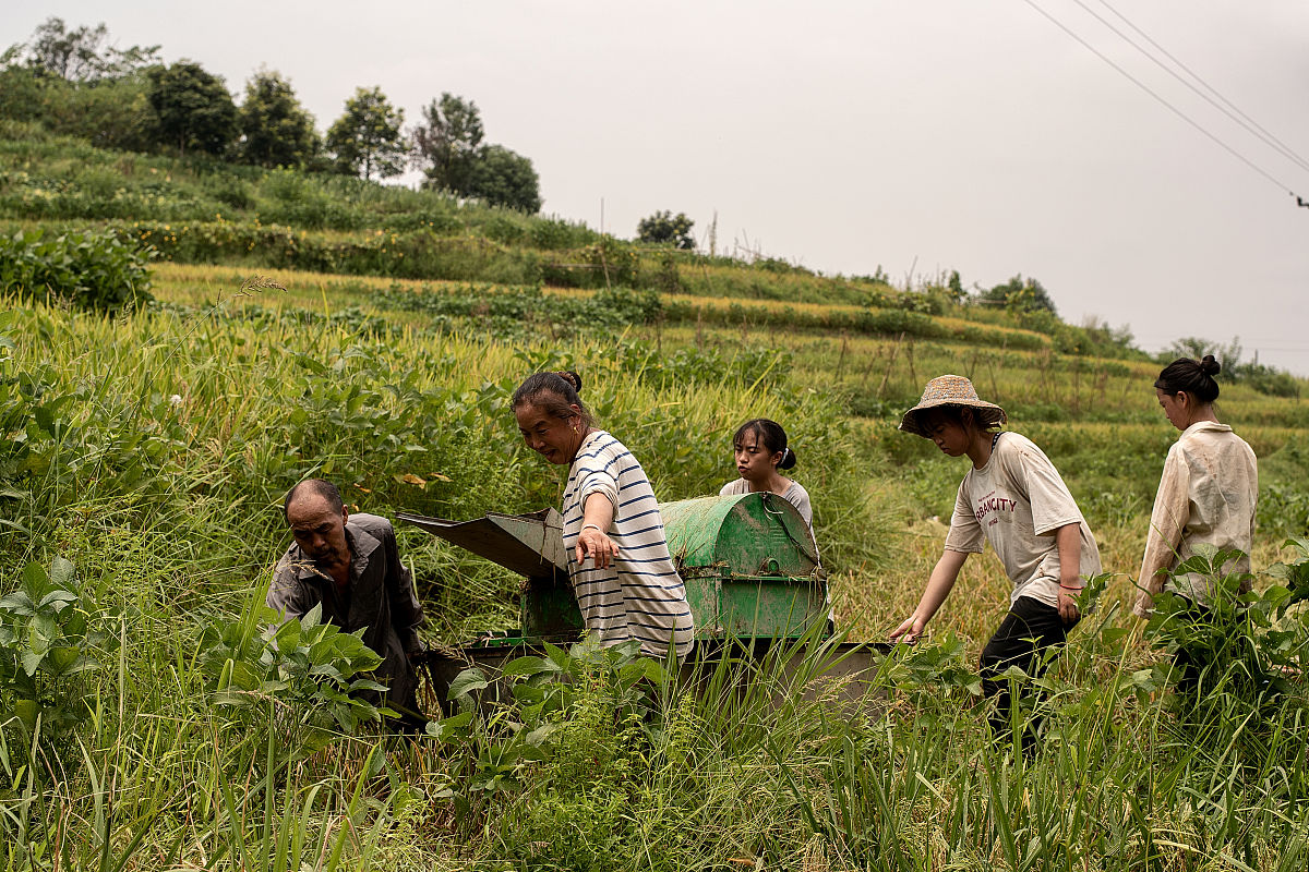 冬闲变冬忙：高坪苗族乡1200亩榨菜种植助力农民增收
