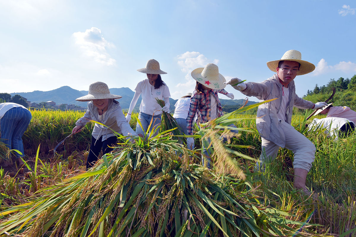 在统计局社会实践的3000字的总结报告。