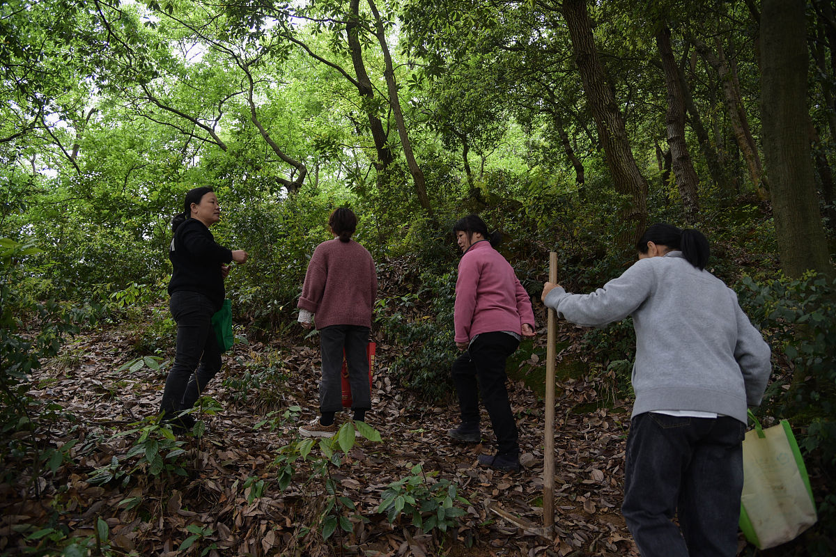 写一篇清明时节春天文