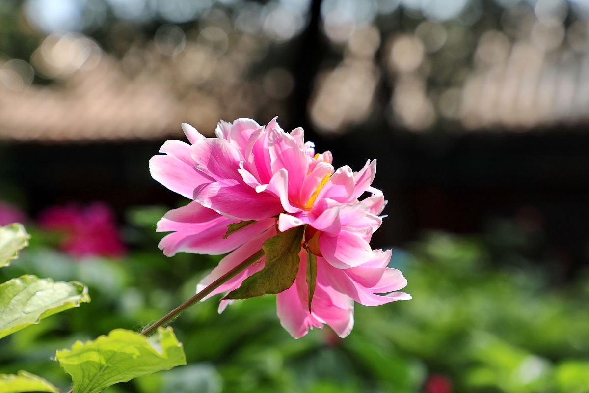 2020年5月5日,北京故宫博物院慈宁花园,御花园的芍药绽放,芳香四溢,给