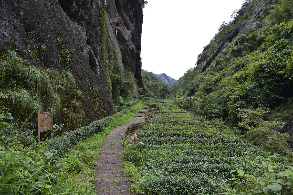 武夷山旅游求助：如何快速寻求帮助？