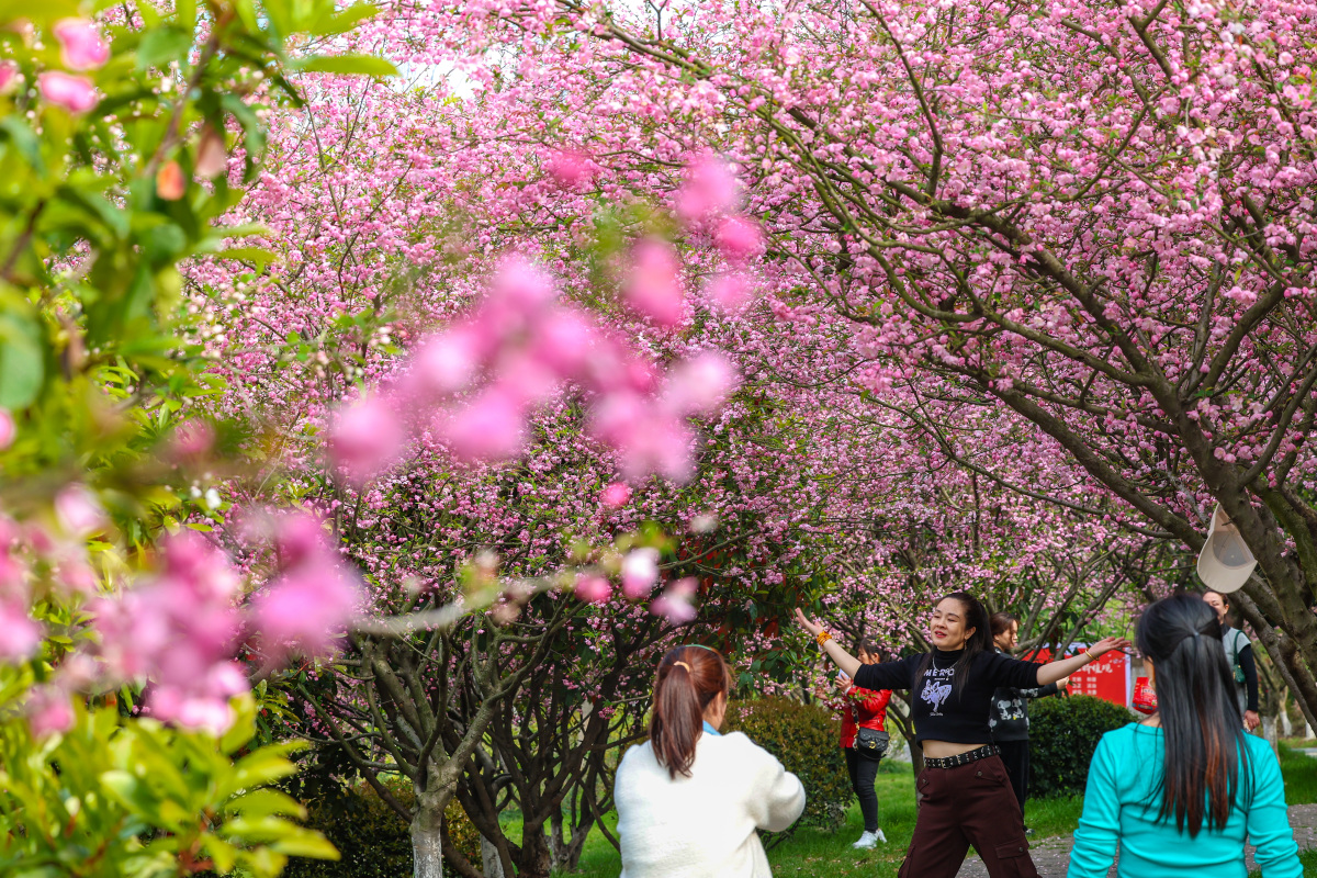 奔赴春天的旅行# 武汉旅游,探寻最是一年春好处的秘境