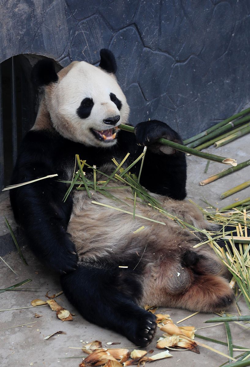 熊猫丫丫为什么骨瘦如柴