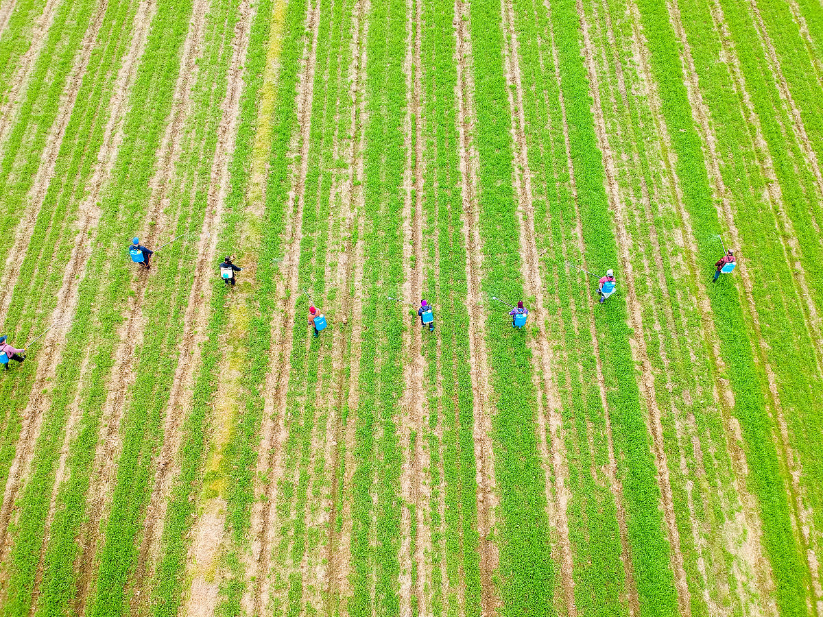 高效除草，环保至上：'绿色'除草剂，低毒安心！