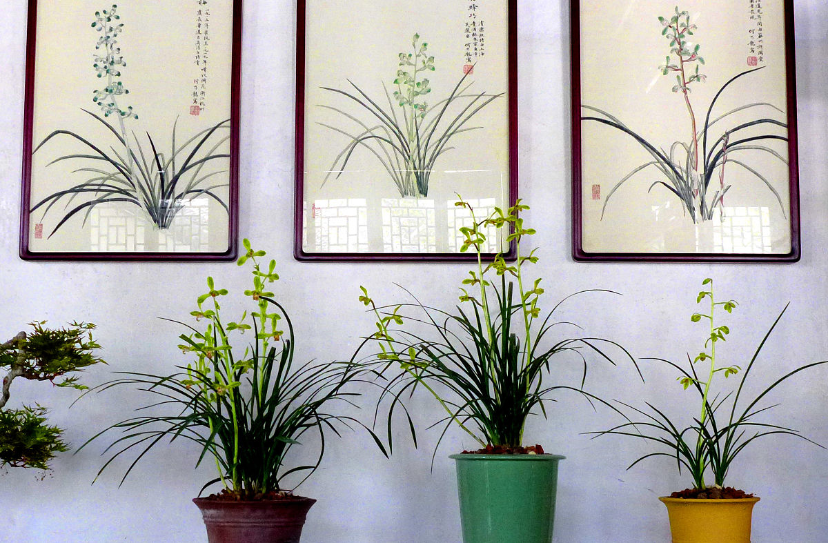 花中四君子：梅花、兰花、竹子和菊花