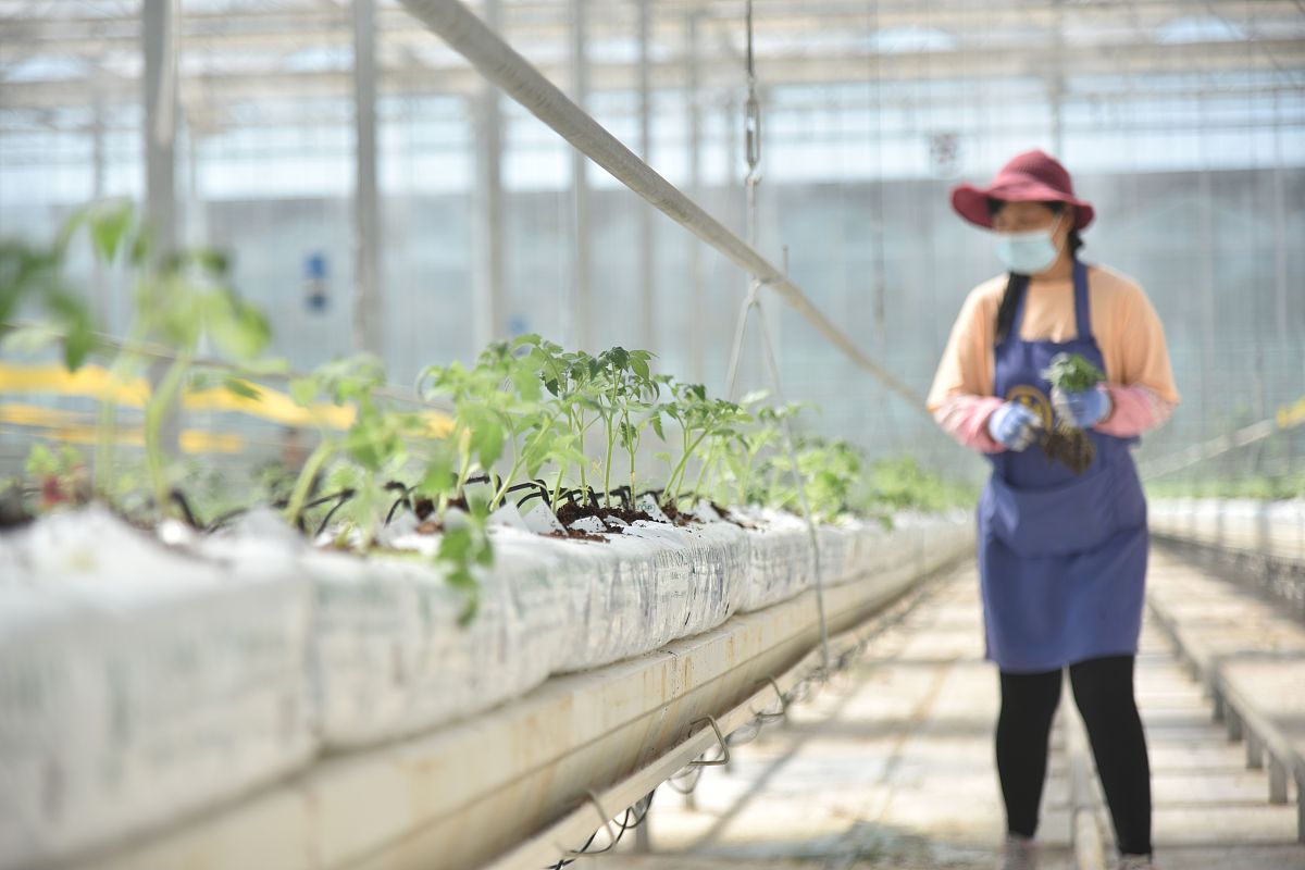 请帮我写一份大型智能温室的操作规程