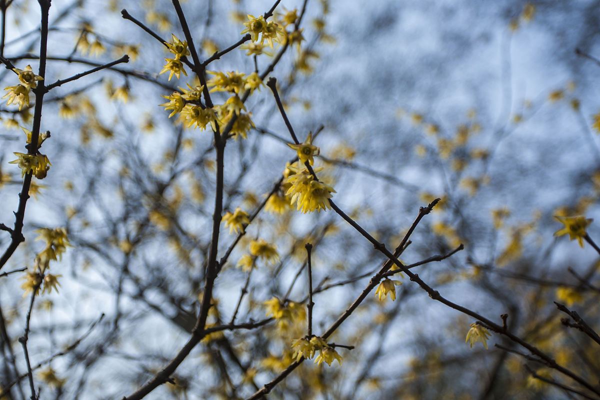 烤馍片多少钱一包？
