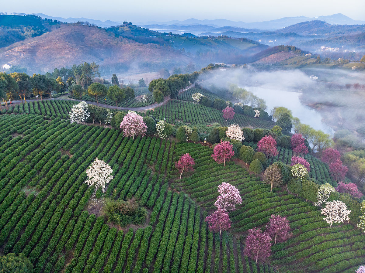 2020年3月15日,江苏省溧阳市,天目湖旅游度假区凌峰茶场.清明时节,茶