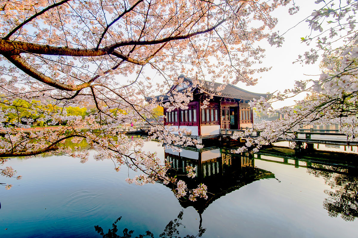 2020年3月21日,正值杭州西湖春天最美的时候,曲院风荷满树樱花茂盛时,