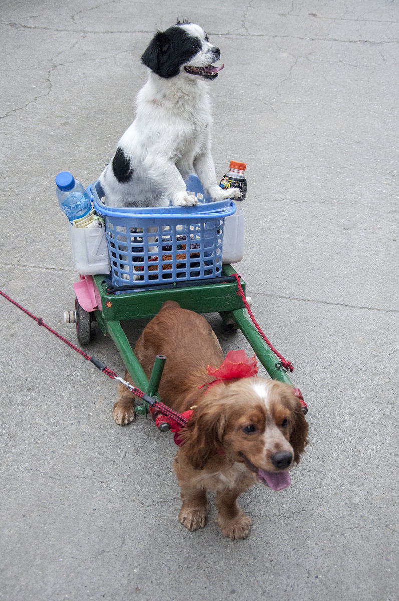 带狗狗逛街，探索城市魅力！