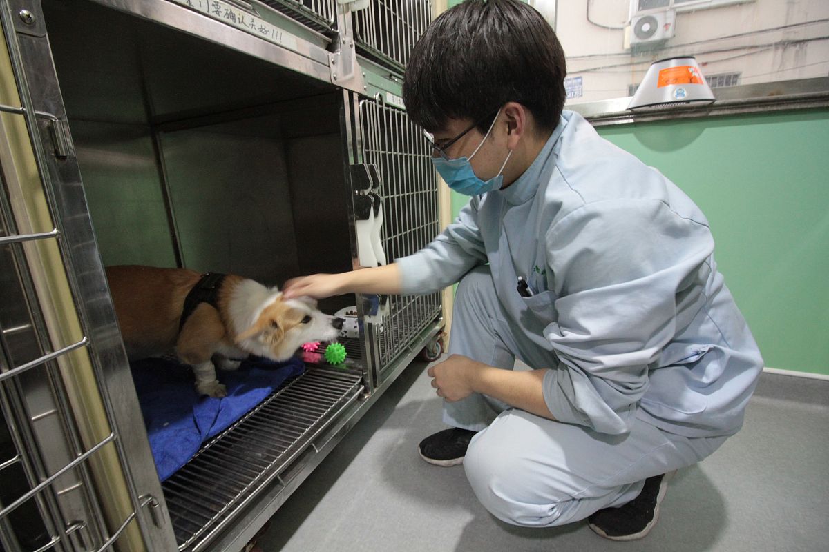 宠物照顾：PetCare+ 全方位呵护您的宠物