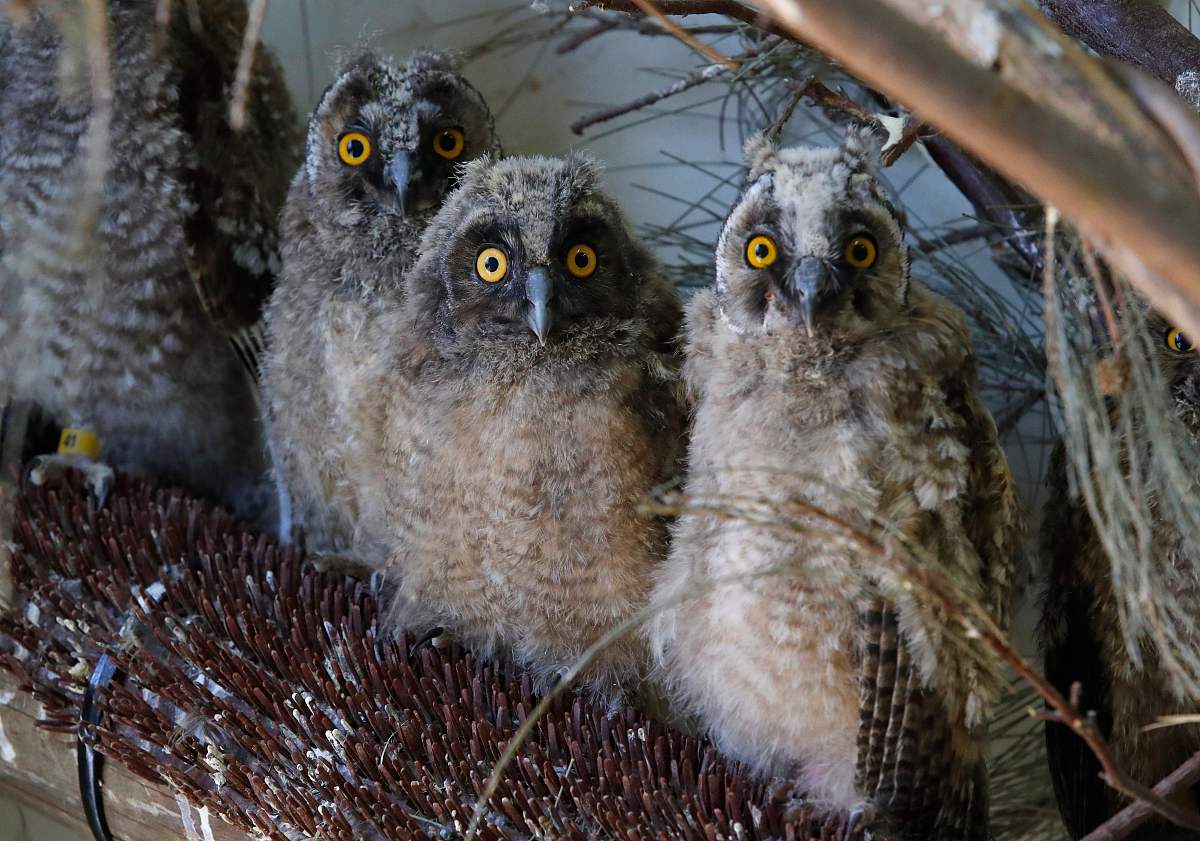 野生动物园参观指南：注意事项及安全提示