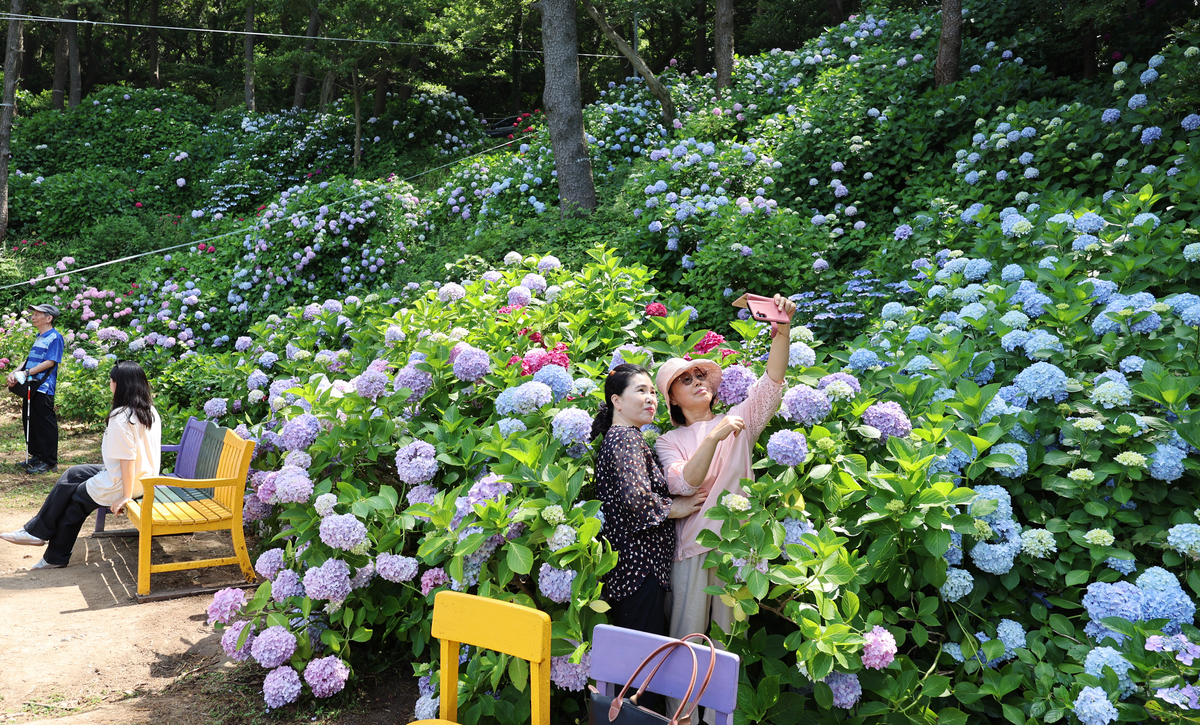我家露台花园开满了绚丽的绣球花六一儿童节请你来我家欣赏美景