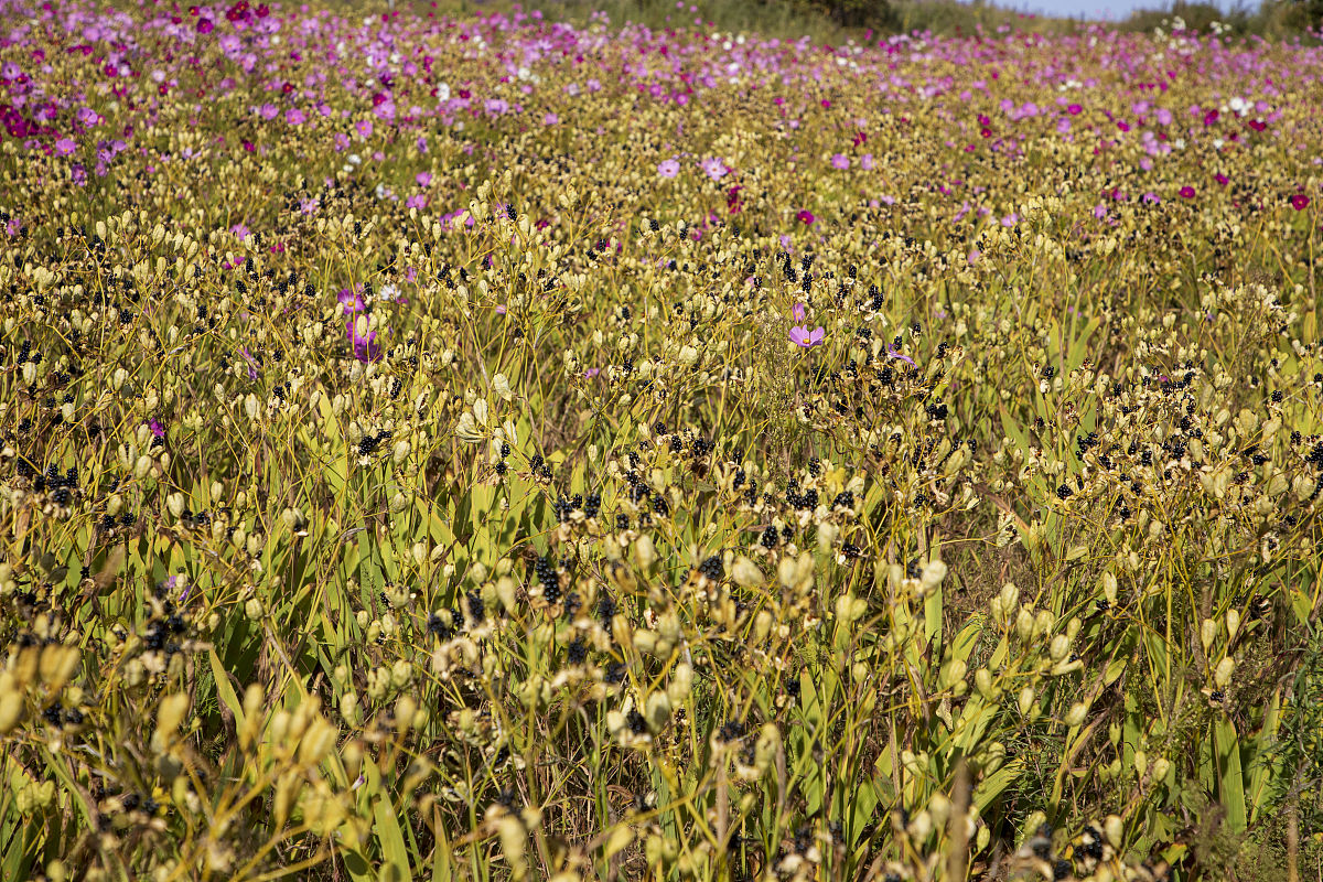 黑龙江农垦机械化学校中草药种植技术专业怎么样？前景、就业、课程设置