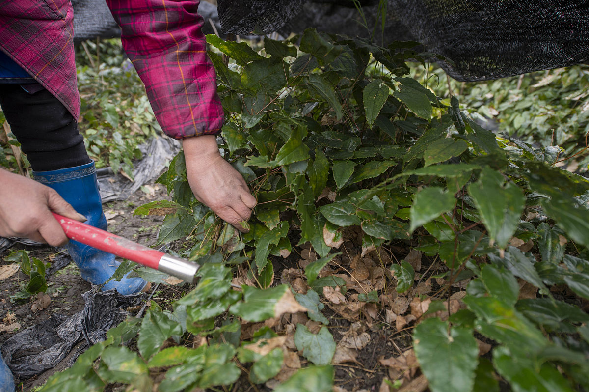 人类可以吃树叶吗