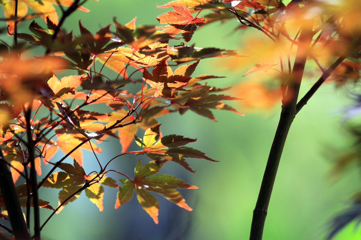 秋雨的画笔：银杏、枫叶与柿子