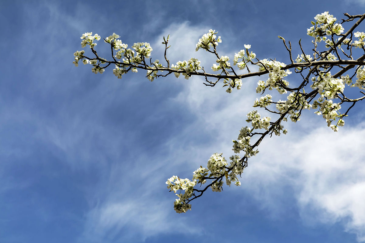 2021年3月20日,四川阿坝,金川县梨花节.(如若下载使用,请务必署名:曾