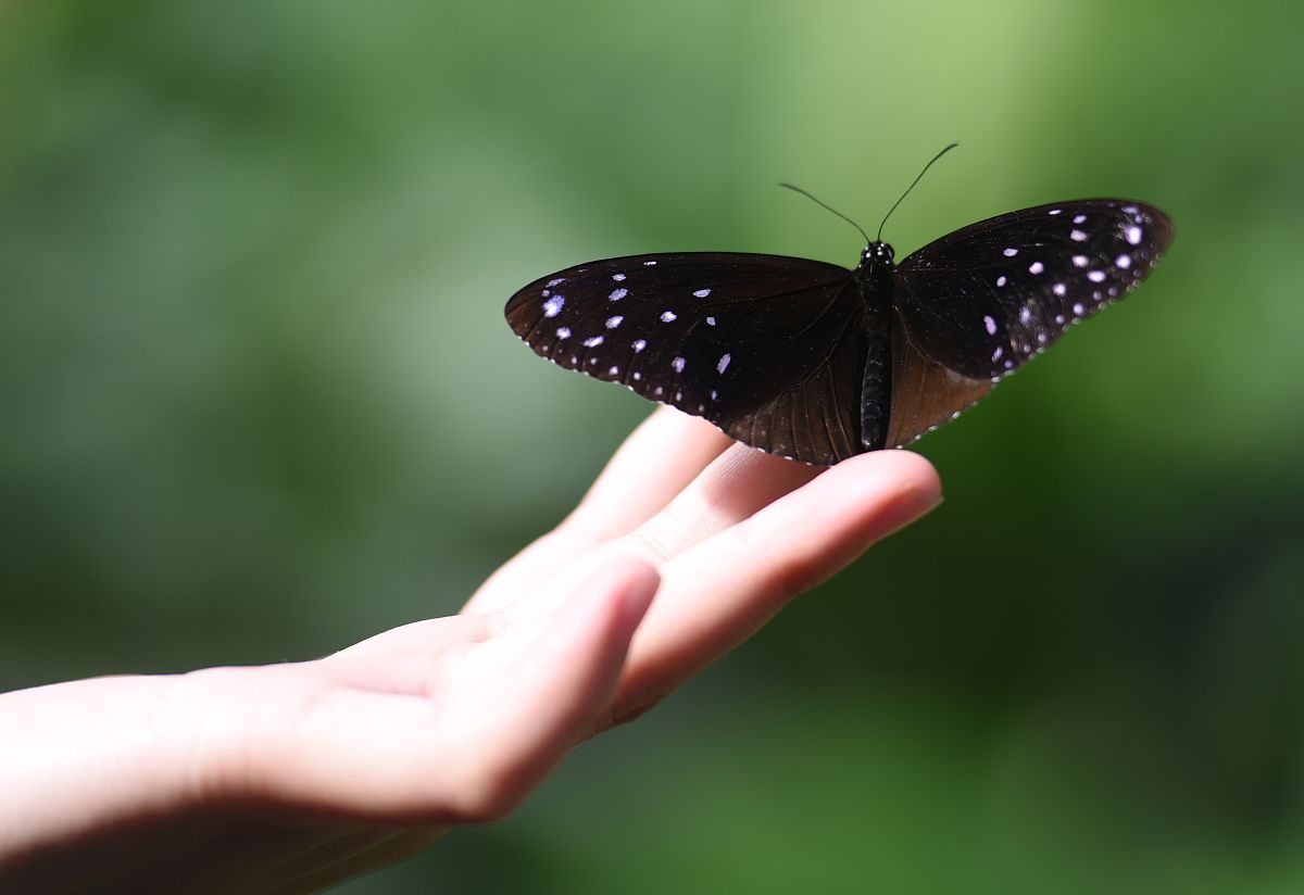 蝴蝶飞到手上什么预兆