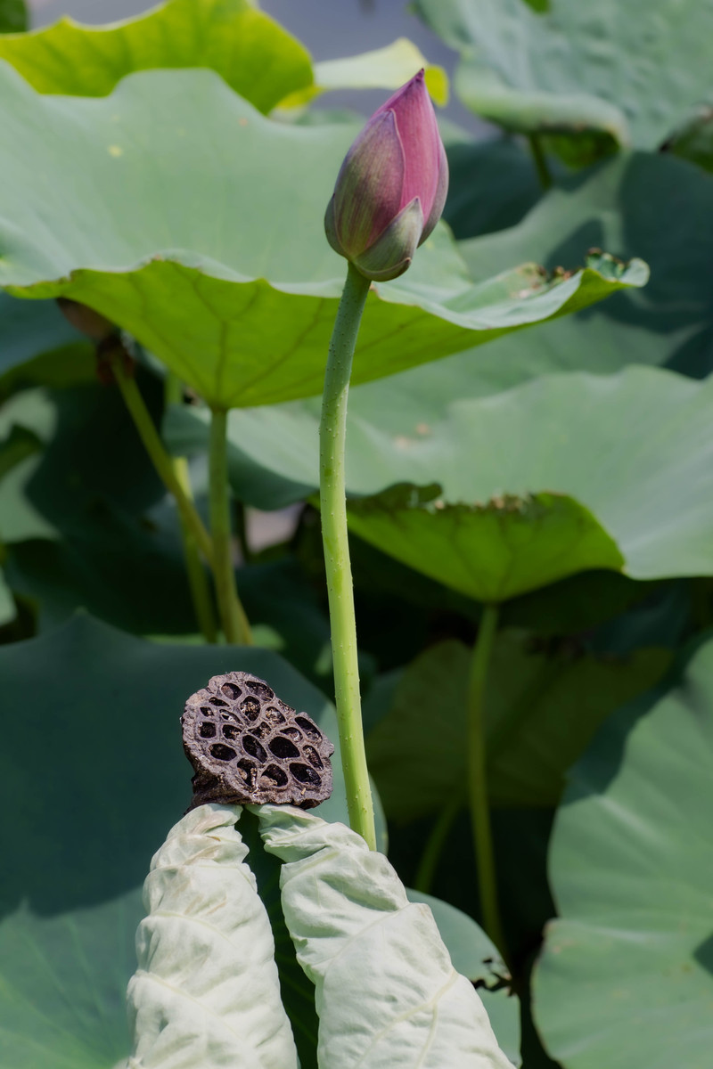 描写观赏莲藕的感受