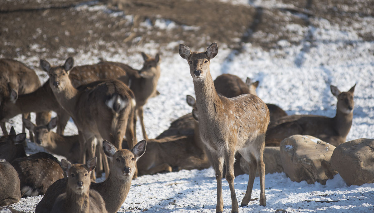 打喷嚏的民间寓意：星期几打喷嚏代表什么？
