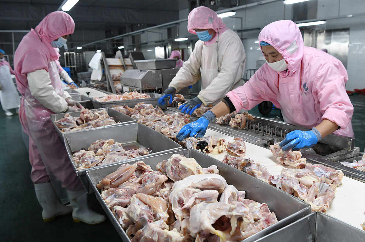 畜禽生产与疾病防治专业详解及就业方向：涵盖肉、蛋、奶制品加工